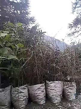 Freechat liu-liusexy on StripChat