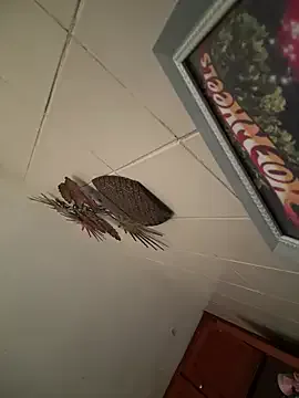 StripChat Valentinacouple is Freechat Valentinacouple — Plug anal